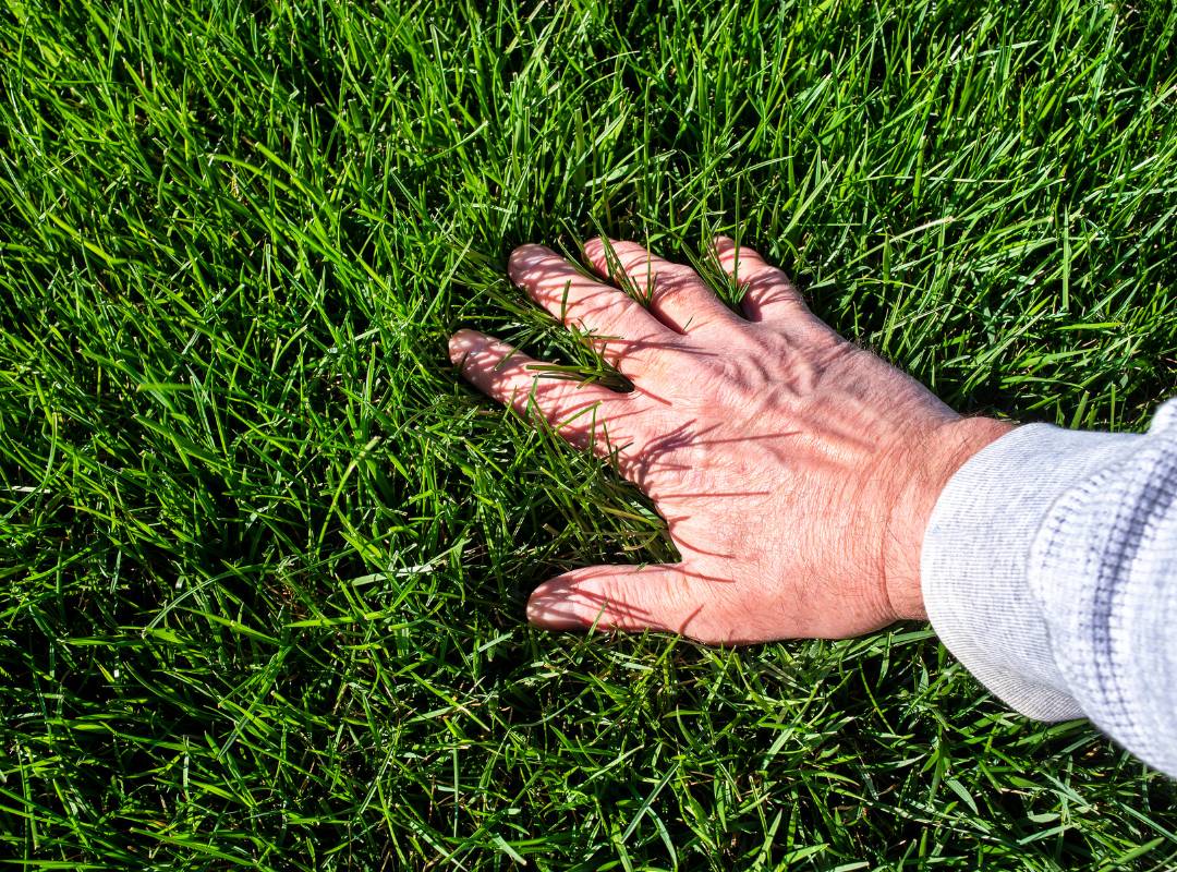 Assess your lawn