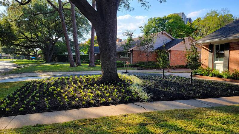 ground cover landscaping in houston tx