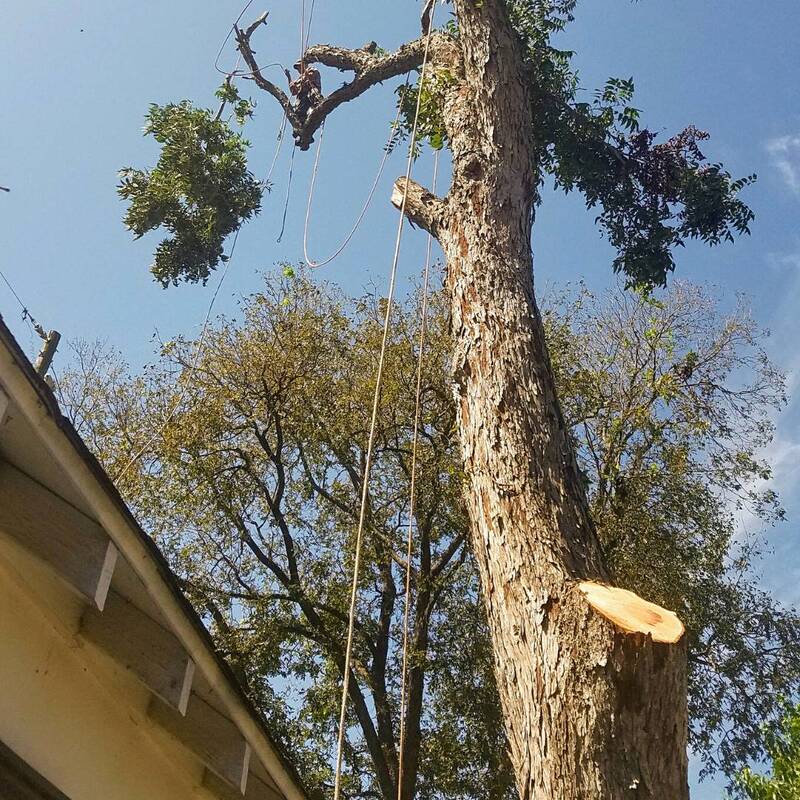 tree removal service in sugar land tx