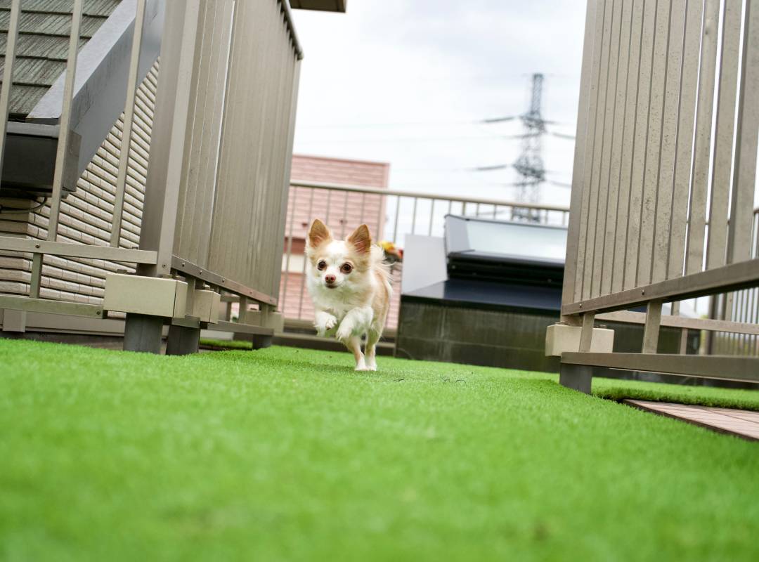dog running in artificial turf