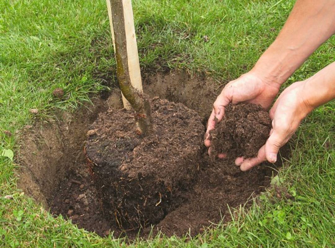putting soil on a new tree