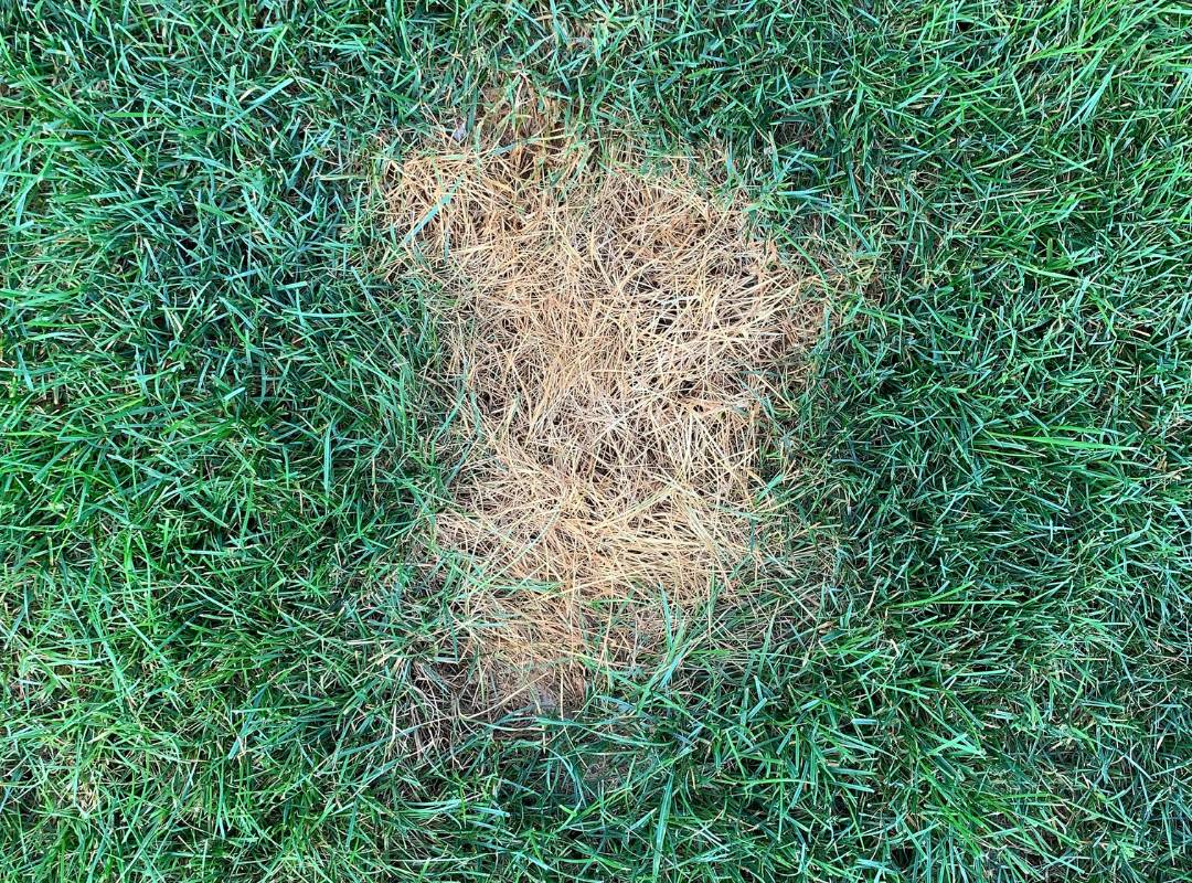 lawn disease, brown patches 