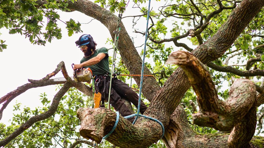 Tree removal arborist in houston tx