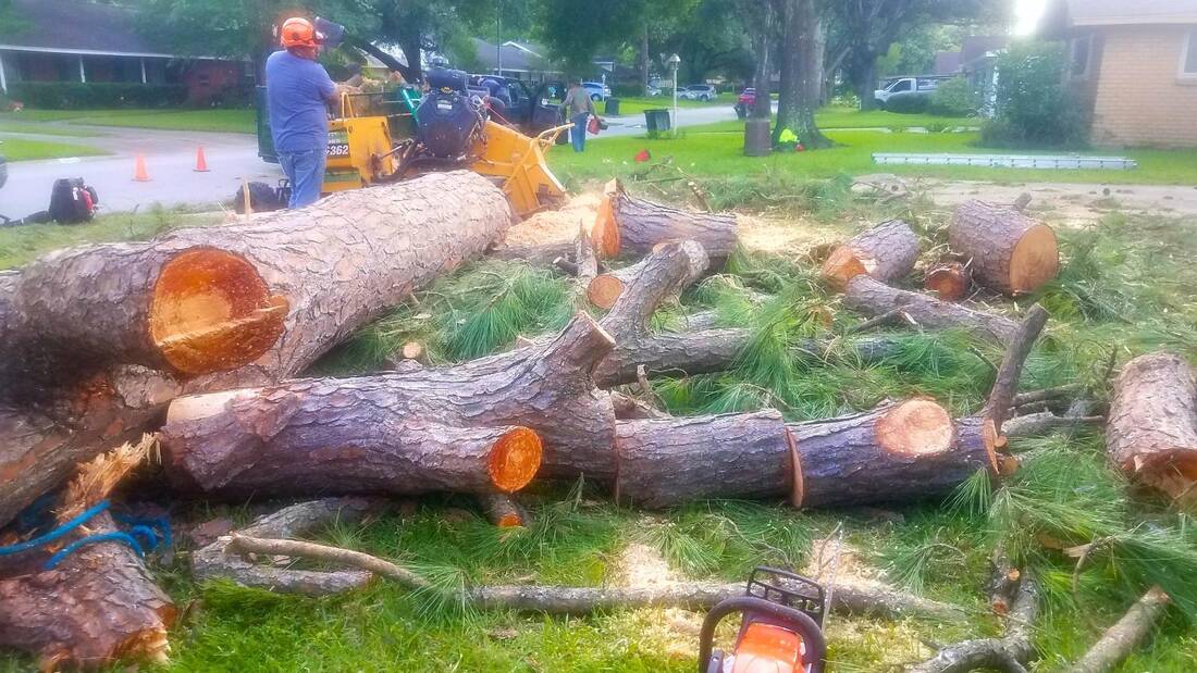 cutting down a tree in houston tx