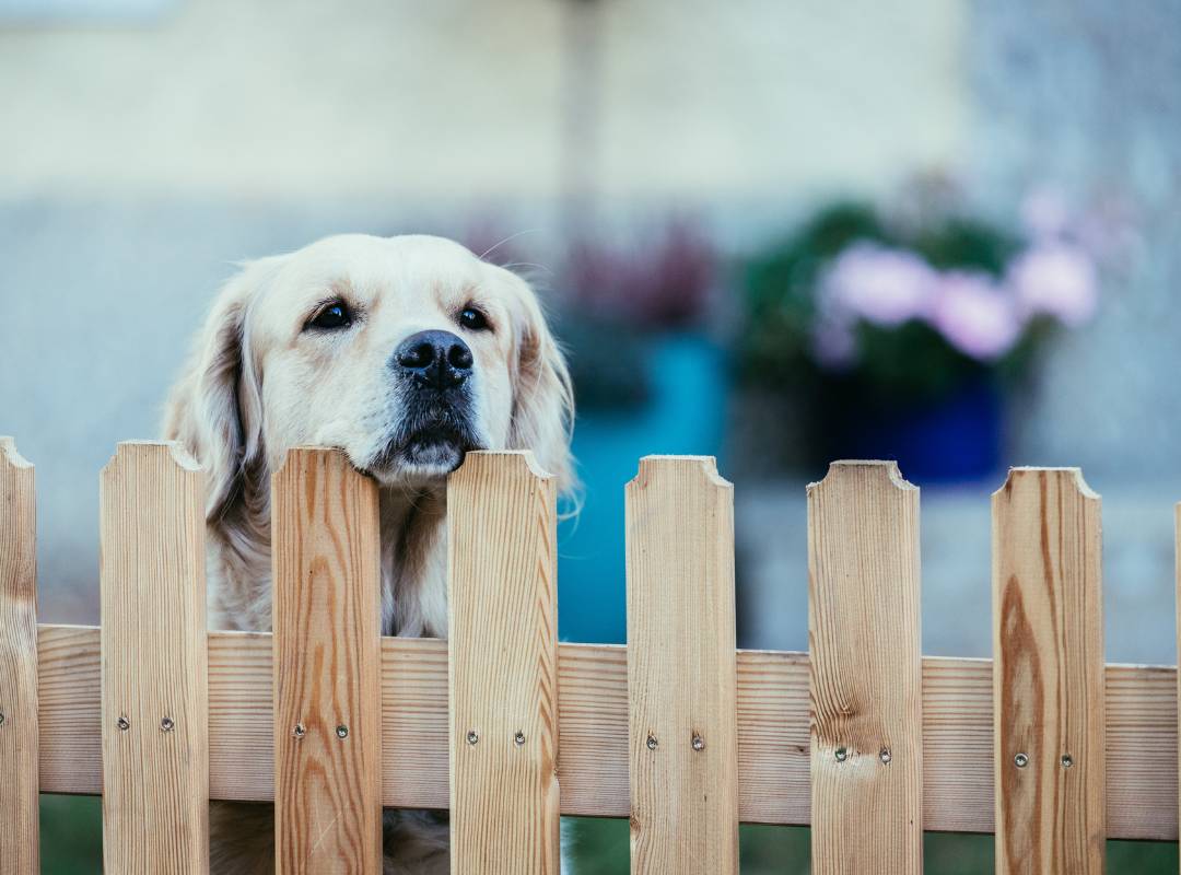 Dog in a fence