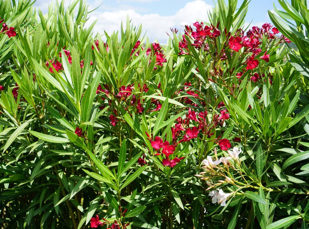 Oleander plant