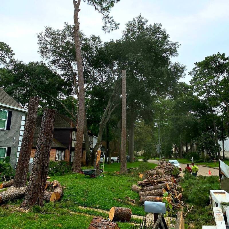 removing pine trees in spring tx