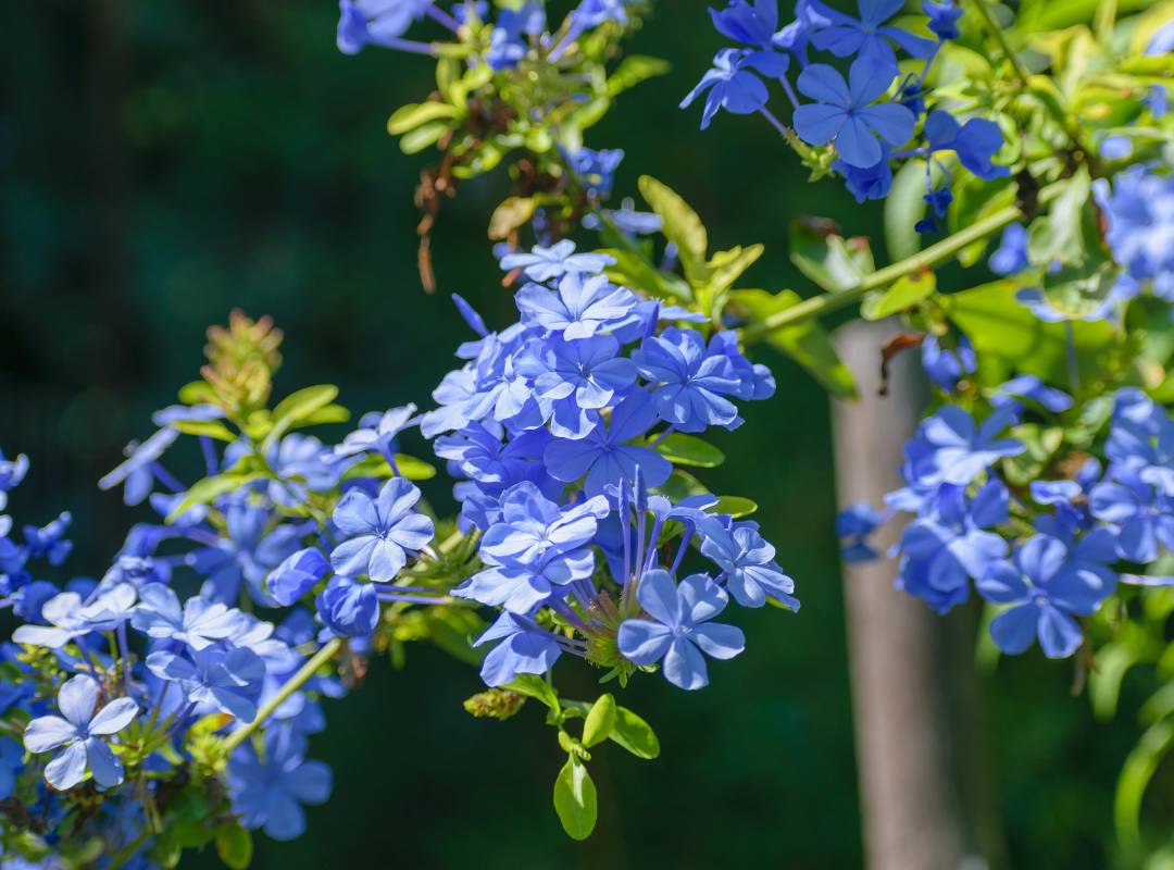 Plumbago blue plant