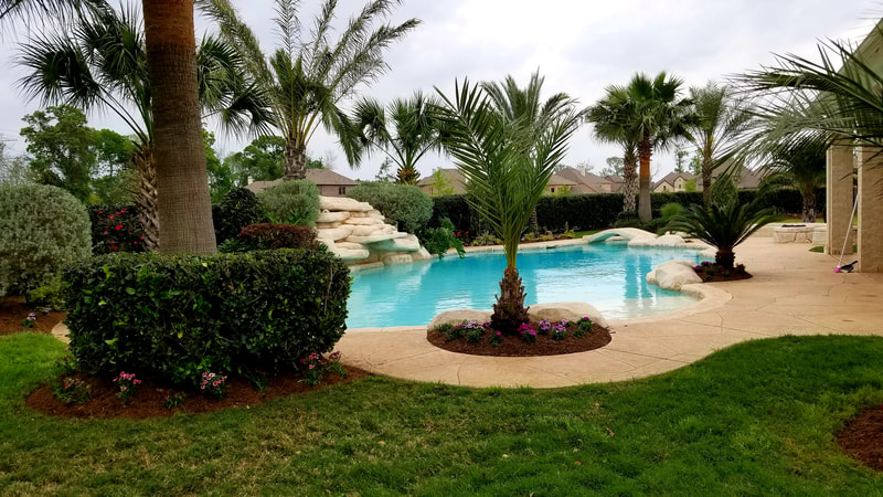 pool landscaping-palm trees and sugar land tx