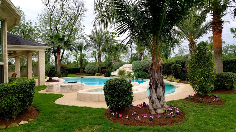 tree palm and tropical landscaping in Sugar land tx