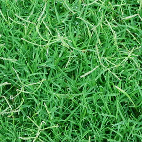 Celebration Bermuda Grass