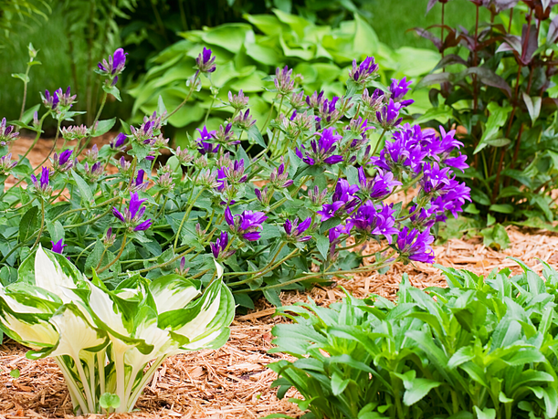 Garden with mulch by pls landscaping