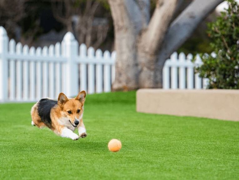 Dog friendly artificial grass