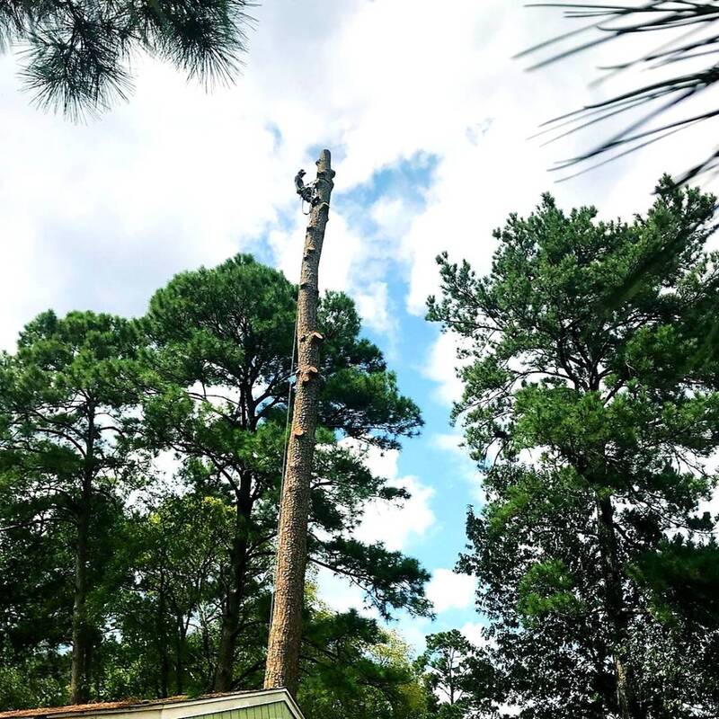 removing a large tree in tomball tx