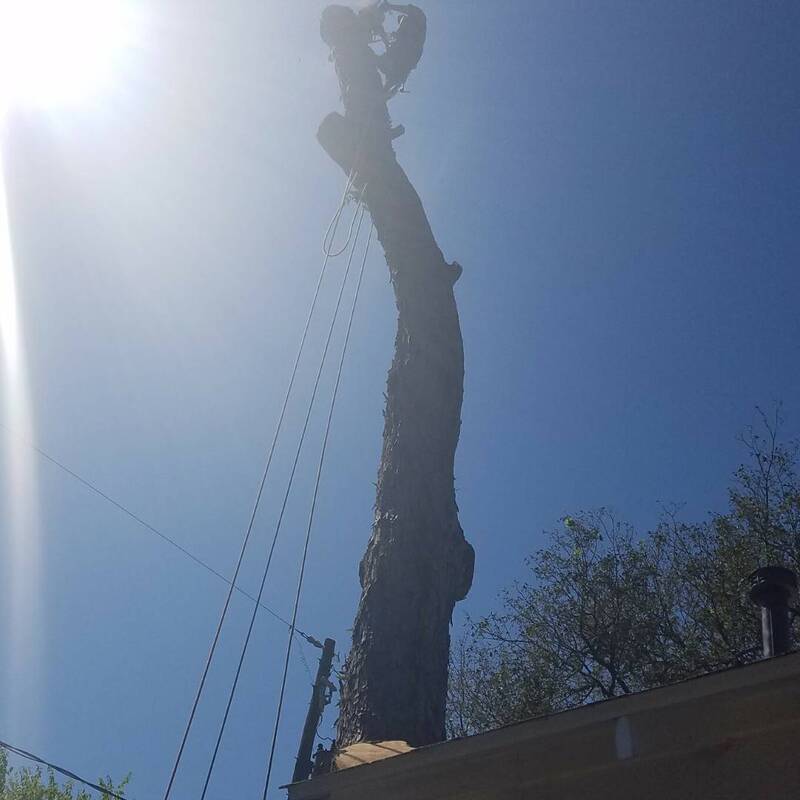 tree removal in Sugar land tx
