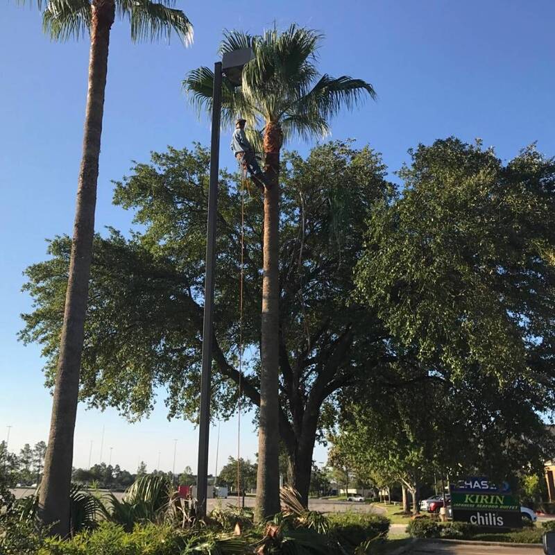 palm tree trimming in spring tx