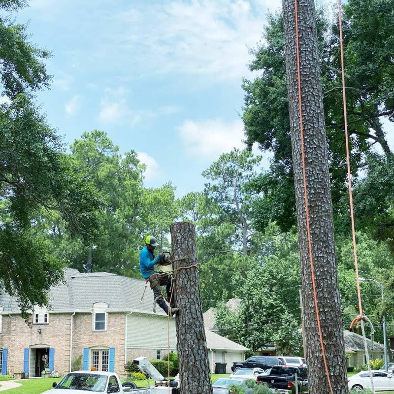 Pine tree removal in memorial area