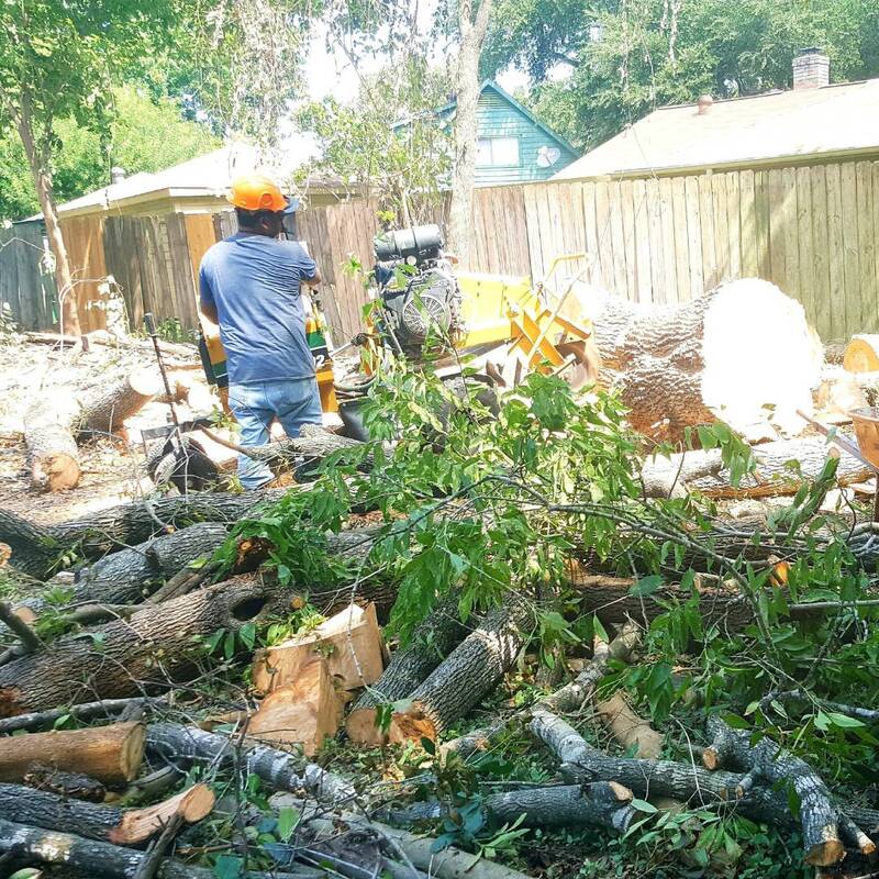 stump grinding and tree removal in richmond tx