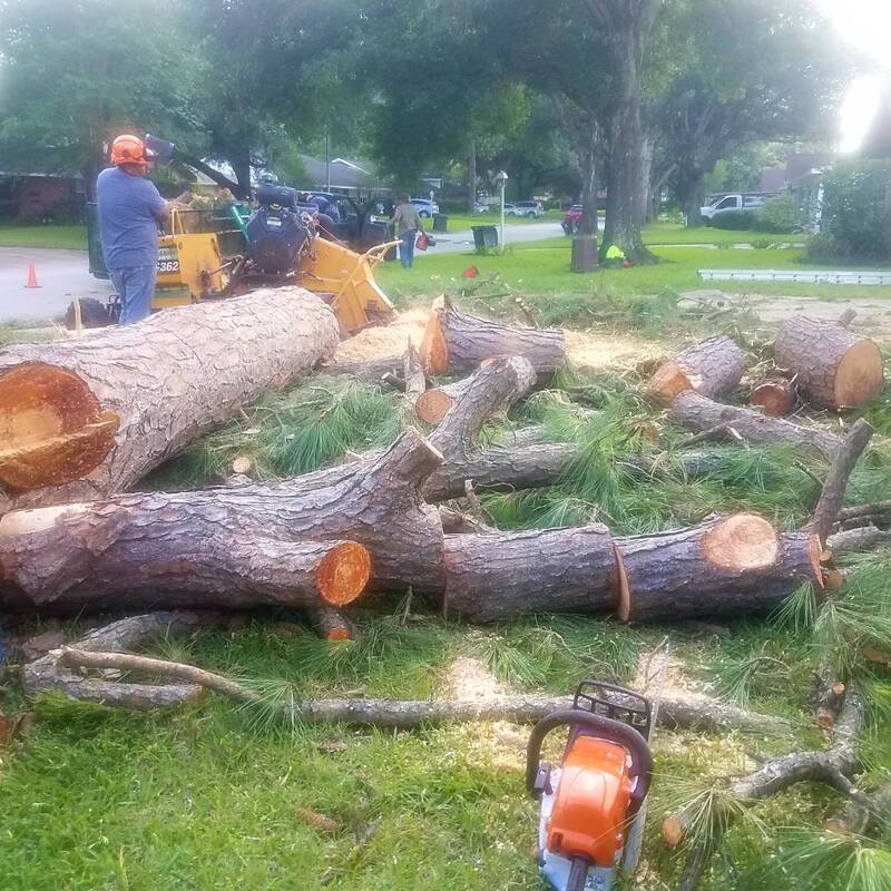 houston pine tree removal stump grinding