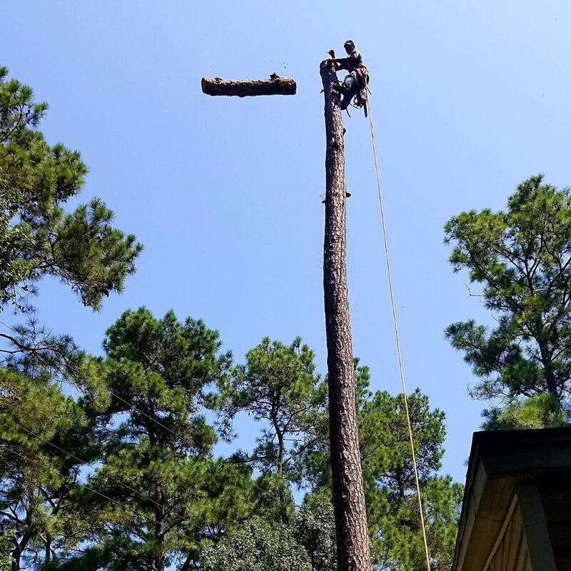 large tree removal in houston