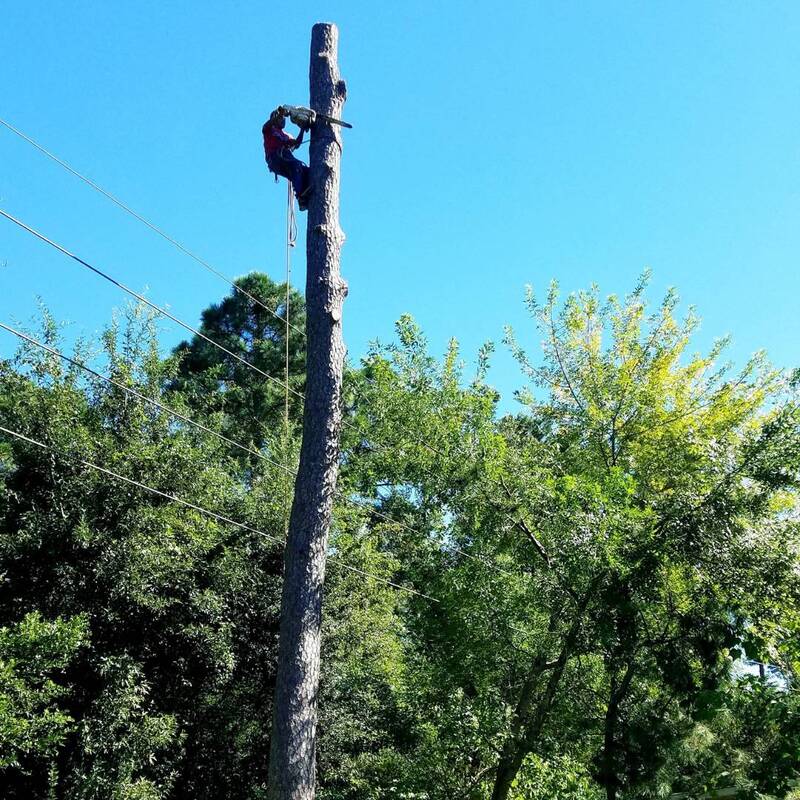 removing a tree close to electric lines in cypress