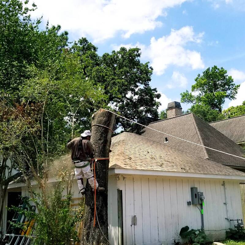 tree removal close to garage in memorial